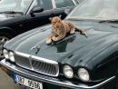 Jaguar XJ, foto 45